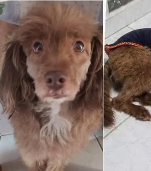 Recompensa de R$ 500: família busca cadelinha desaparecida em Arapiraca