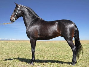 Campeonato traz mais de 200 cavalos mangalarga para Alagoas