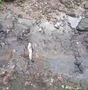 IMA investiga aparição de peixes mortos no Rio Mundaú