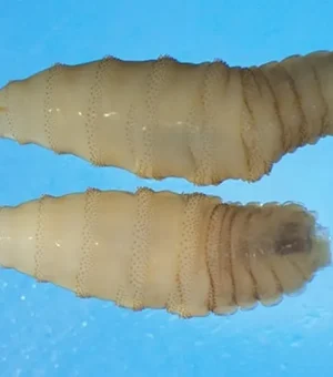 Parasita carnívoro que 'ameaça' EUA é detectado pela 1ª vez em humano