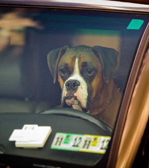 Mulher é acusada de deixar 4 cães 'para morrer' em carro na Flórida