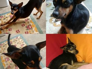 Cachorro desaparecido é procurado por família