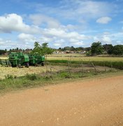 Alagoas tem o segundo maior aumento na safra de arroz em 2021 do Nordeste