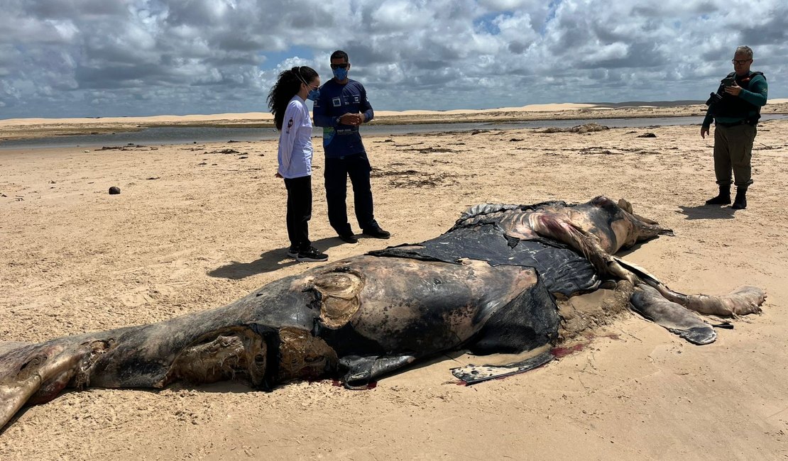 Baleia-jubarte é encontrada morta no litoral sul de Alagoas