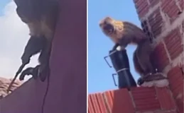 Macaco-prego que furtou cafeteira é flagrado com faca e acaba capturado no RN