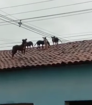 Cachorros aparecem misteriosamente no telhado de residência em Coruripe