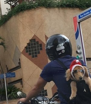 Cachorro com óculos de sol e gorro de natal no trânsito de SP viraliza nas redes sociais 