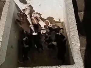 Polícia Civil investiga abandono de filhotes de cães e abre inquérito por maus-tratos