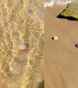 [Vídeo] Infestação de caravelas impressiona banhistas na Praia do Francês, em Marechal Deodoro