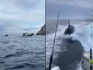 Orca é flagrada em perseguição a barco de turistas no México