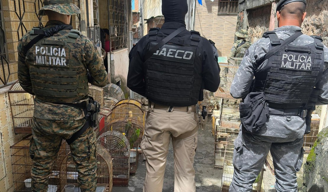 MPs de AL e BA desarticulam e denunciam organização que comandava maior tráfico de aves do país