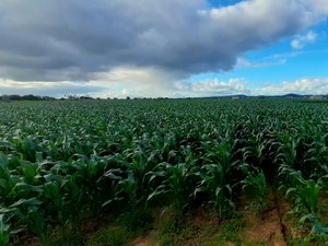 [Vídeo] Áreas de plantações  de milho aumentam na zona rural de Arapiraca