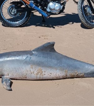 Golfinho é encontrado morto em praia de Barra de Santo Antônio e será submetido à necropsia