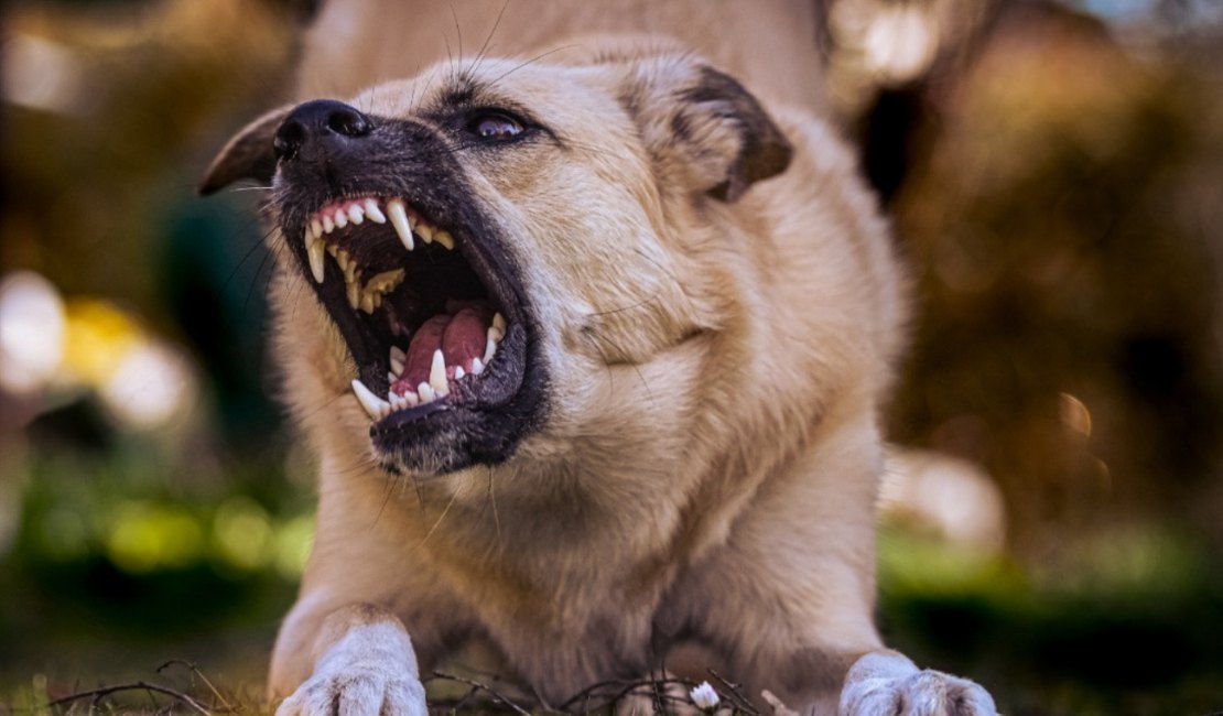 Mulher denuncia ataques de cães soltos e dono é autuado por omissão em Coité do Nóia