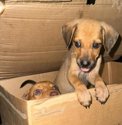 Polícia Civil investiga abandono de filhotes de cachorros no bairro da Serraria