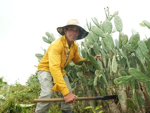 Prefeitura de Girau do Ponciano divulga datas de pagamento para famílias agricultoras