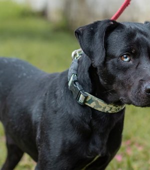 Equipe veterinária do Gabinete da Causa Animal alerta população sobre a leptospirose canina