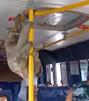 Bicho-preguiça vira 'passageiro' de micro-ônibus em viagem de Coqueiro Seco a Maceió