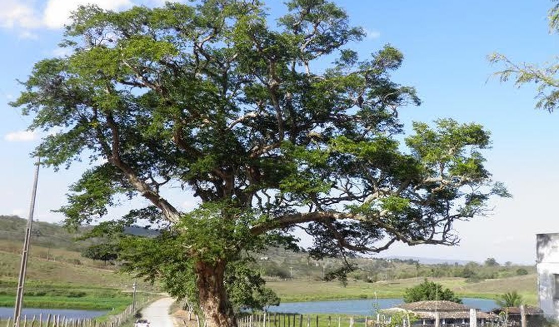De uma árvore ao coração de Alagoas: Arapiraca celebra sua história e conquistas