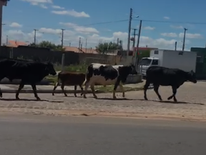 [Vídeo] Perigo na rodovia: bois saem do cercado e andam às margens da AL 115