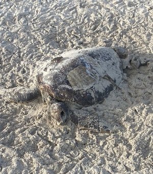Tartaruga é encontrada encalhada em praia de Paripueira