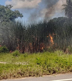 Incêndio em canavial chega perto de residências em Porto Calvo