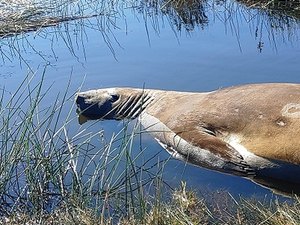 Elefante-marinho de quase 1 tonelada é encontrado em praia do RS