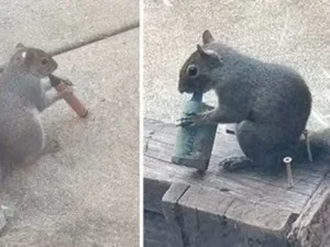 Esquilos são flagrados “fumando” vapes em parque e cena viraliza