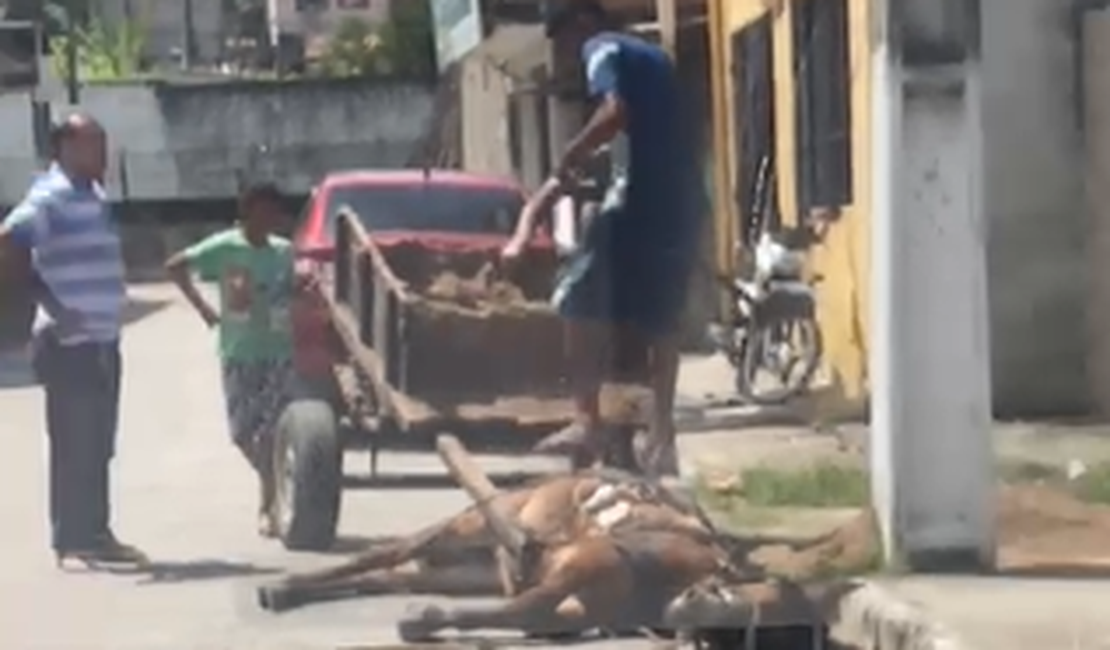 [Vídeo] Maus tratos a cavalo é flagrado no Bom Parto