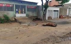 Motorista atropela cavalo na AL-101 Norte