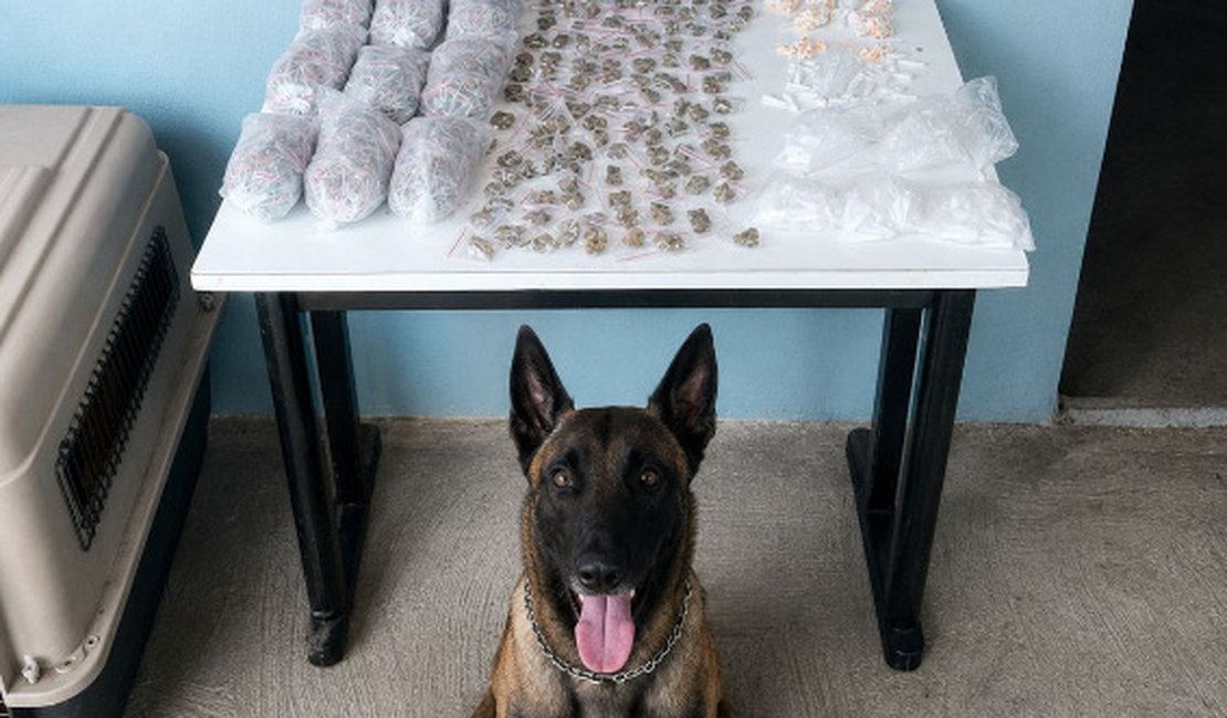 Cão farejador encontra quase 1 kg de drogas em área de mata em Arapiraca