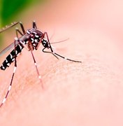 Casos de dengue aumentam 720% em AL no período de um ano
