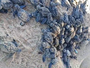 [Vídeo] Filhotes de tartaruga saem de ninho na Praia da Sereia, em Maceió