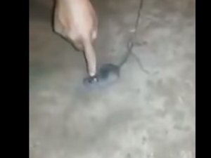 Rato é 'preso' transportando drogas em presídio