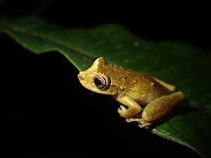 Batizada de Pixinguinha, nova espécie de perereca é descoberta no Espírito Santo
