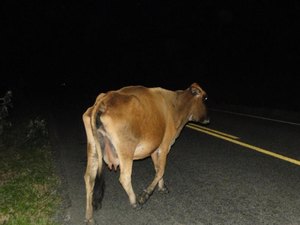 Veículo mata vaca após colisão frontal na zona rural de Palmeira