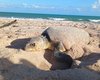 Tartaruga-cabeçuda faz desova durante o dia na praia do Mirante da Sereia