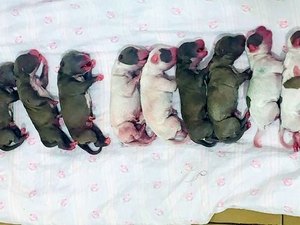 'Vira-lata' dá à luz 16 filhotes em cesariana de 2 horas