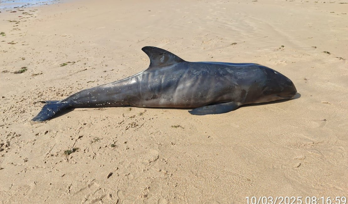 Filhote de golfinho é encontrado morto na Praia de Ipioca, em Maceió