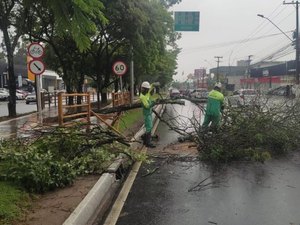 Prefeitura de Maceió intensifica poda de árvores em toda a capital