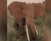 Elefante avança contra turistas e causa pânico em safári na África