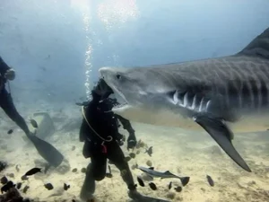 Tubarão parece morder cabeça de mergulhador em ilusão de ótica e viraliza