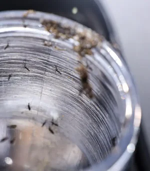 Ministério da Saúde intensificará mobilização contra dengue no Brasil