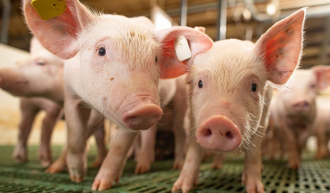 Arapiraca e Ministério da Agricultura promovem vacinação contra a Peste Suína Clássica