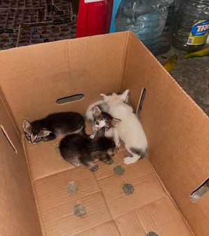 Polícia prende homem por abandonar gatos e resgata filhotes deixados em caixa
