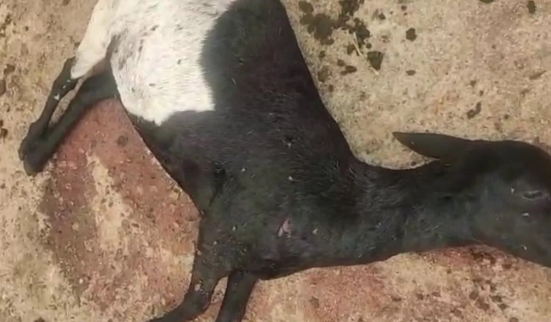 [Vídeo] Moradores fazem vigílias após novos ataques a rebanhos em Craíbas e Igaci