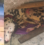 Cadela fica ferida após homem incendiar casa de tutora no bairro Santos Dumont