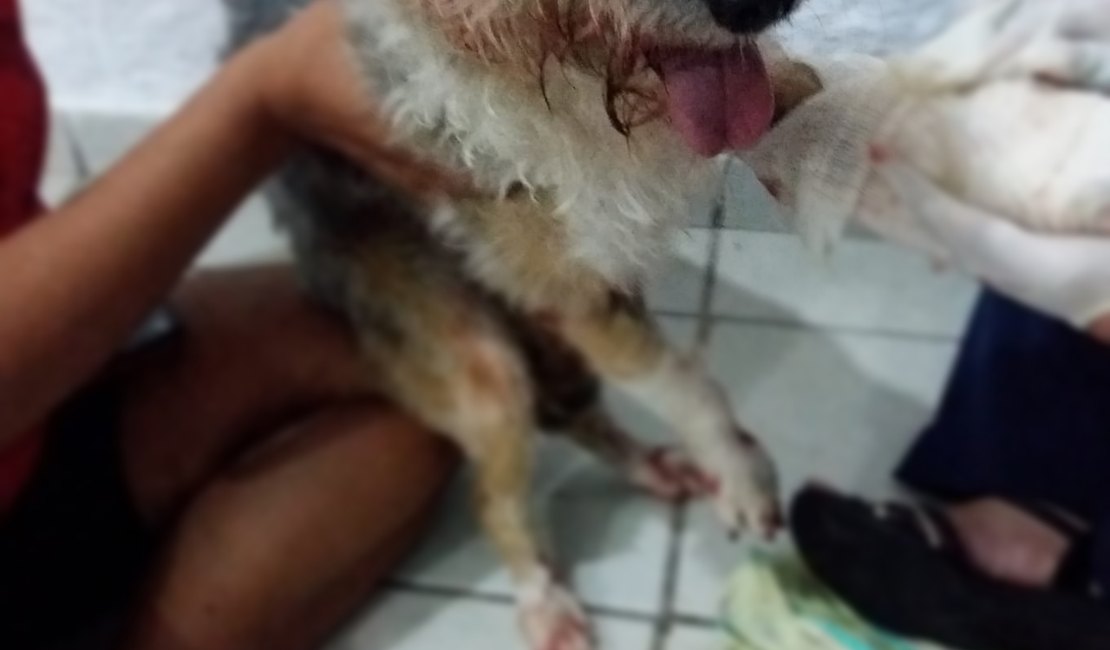 Cão é atropelado e socorrido por moradores na Jatiúca