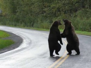 Vídeo mostra dois grandes ursos brigando no meio de uma rodovia no Canadá