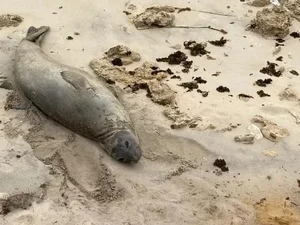 PF pede ajuda para identificar responsáveis pela morte de elefante-marinho em Alagoas